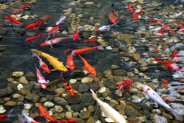 Foto la carpa nadó en la piscina