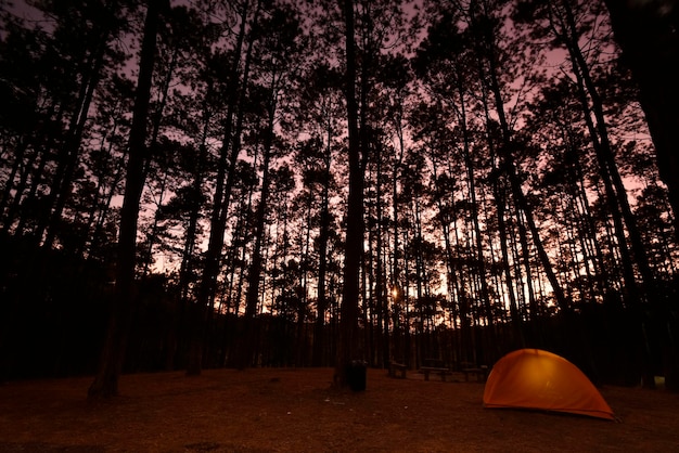 Una carpa naranja brillante en un bosque de pinos (hora del atardecer)