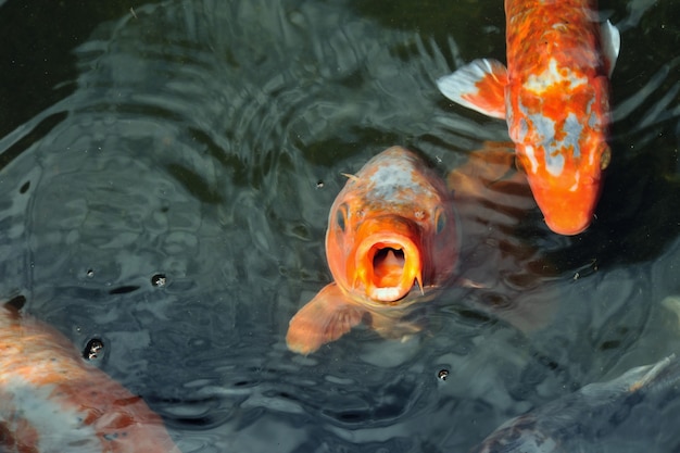 carpa naranja en un lago