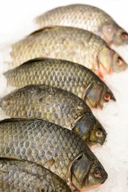 Carpa de pescado en hielo