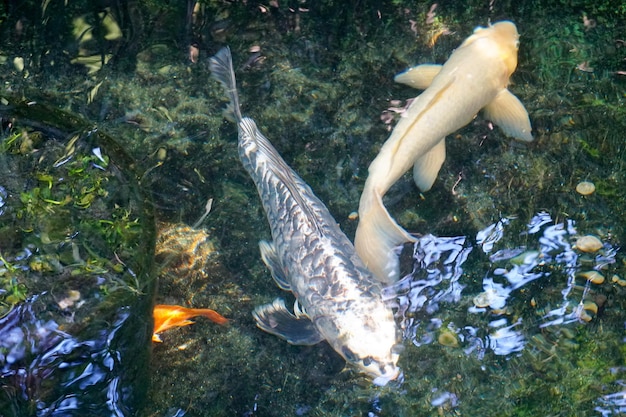 Carpas douradas e peixes koi na lagoa Peixes de carpa japonesa koi vermelha e branca na lagoa zen