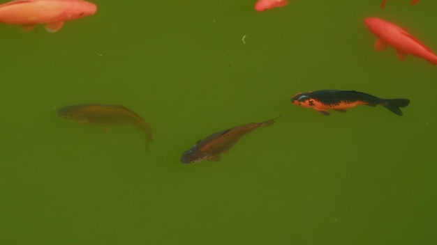 Carpas vermelhas decorativas coloridas peixes carpas douradas e peixes em lago peixes vermelhos em uma pequena lagoa