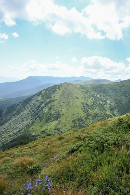 Cárpatos, cimas verdes y florecientes