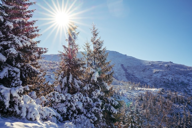 Cárpatos cubiertos de nieve y colinas con enormes ventisqueros de nieve blanca como la nieve y árboles de Navidad de hoja perenne iluminados por el sol frío y brillante