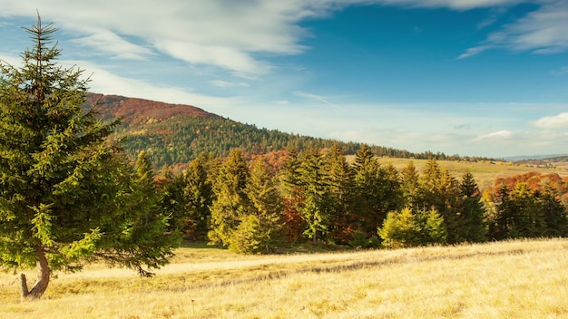 Cárpatos Ucrânia Outono paisagem com nevoeiro nas montanhas Floresta de abetos nas colinas Árvore de Natal solitária em um prado Europa Shipit Carpathians National Park