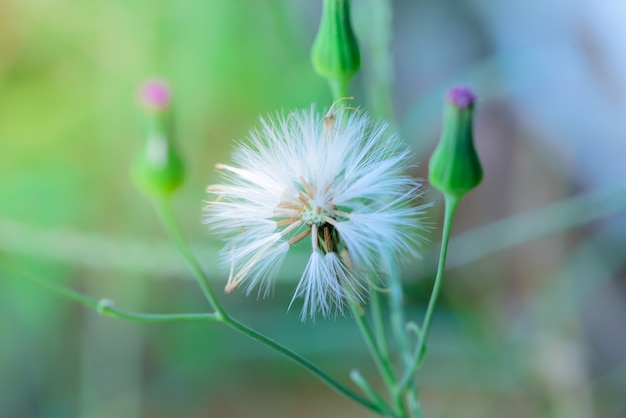 Carpel Blüte trocken am Baum