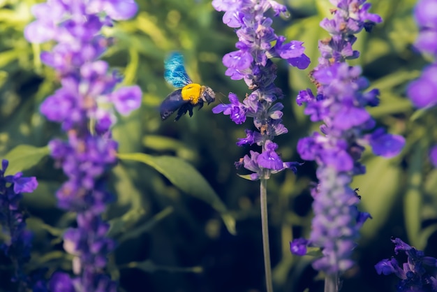 Carpenter Bee está voando para belas flores na natureza