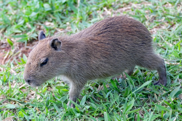 Un carpincho camina sobre la hierba.