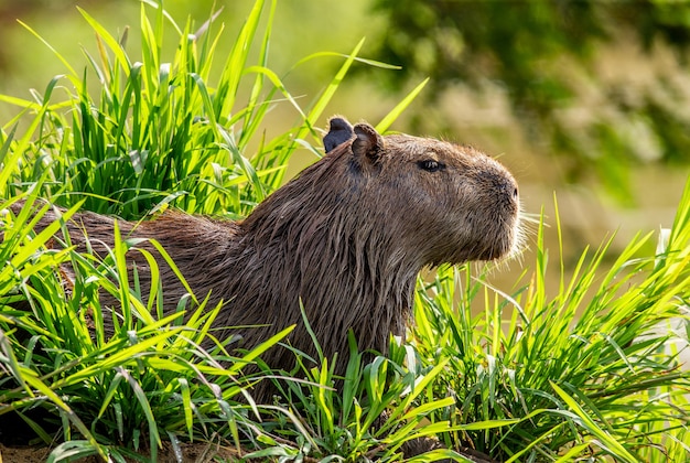 Carpincho cerca del río en la hierba.