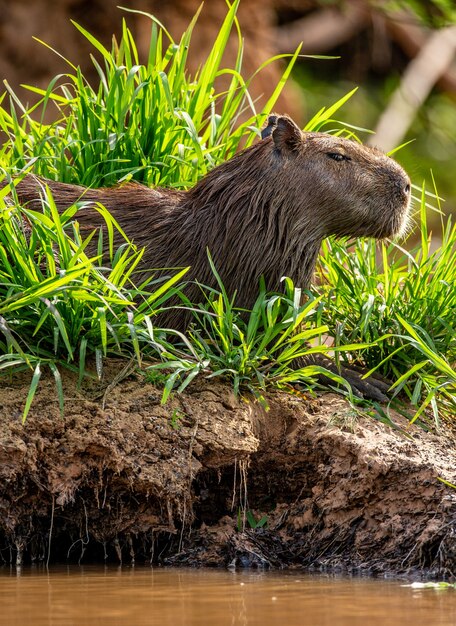 Carpincho cerca del río en la hierba.