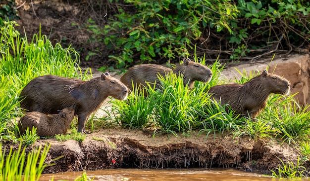 Foto carpincho cerca del río en la hierba.