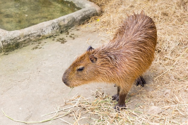 Un carpincho (hydrochoerus hydrochaeris) caminando sobre suelo desnudo