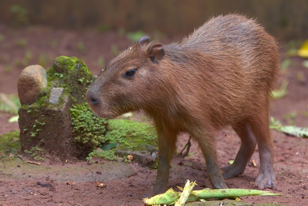 Carpincho (Hydrochoerus hydrochaeris) está en su jaula