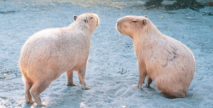 Foto carpincho lindo (ratón más grande) comiendo y durmiendo en el zoológico, tainan, taiwán, primer plano