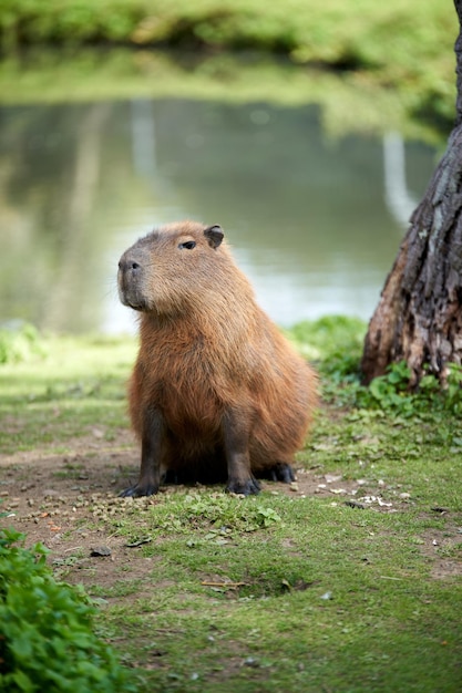 Carpincho marrón sentado junto al lago en el zoológico