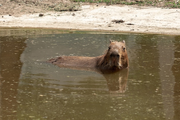 Carpincho nada en el lago y mira a la cámara.