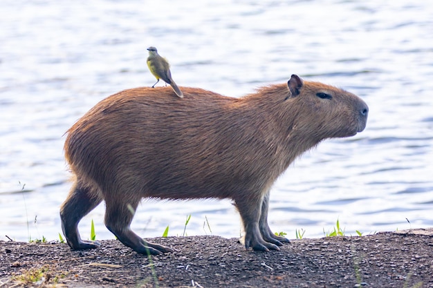 Un carpincho con un pájaro en la espalda