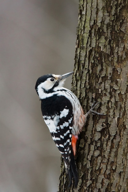 Foto carpintero en un árbol