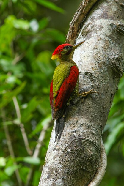 Carpintero atado en el árbol en el bosque