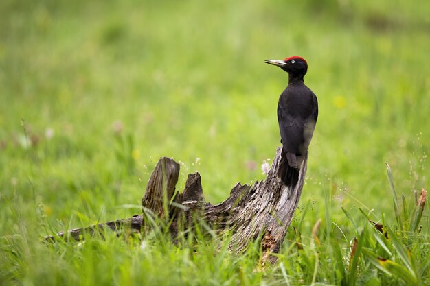 Carpintero negro sentado en tocón en medio de un prado