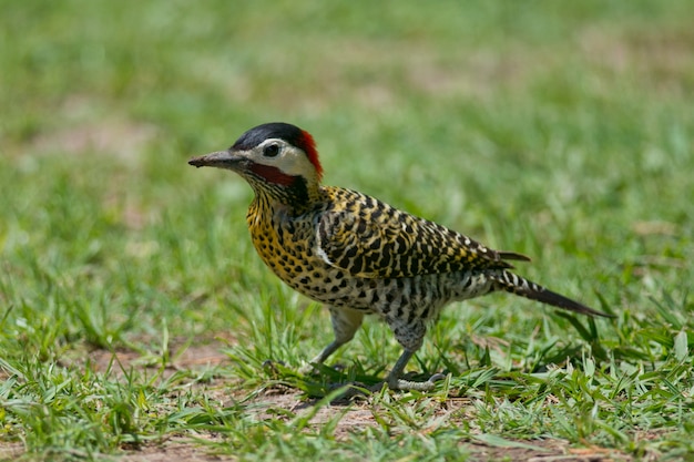 Carpintero rayado en la hierba