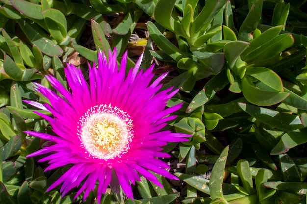 Carpobrotus Acinaciformis comúnmente conocido como Elands Sourfig Elandssuurvy o Sallymyhandsome