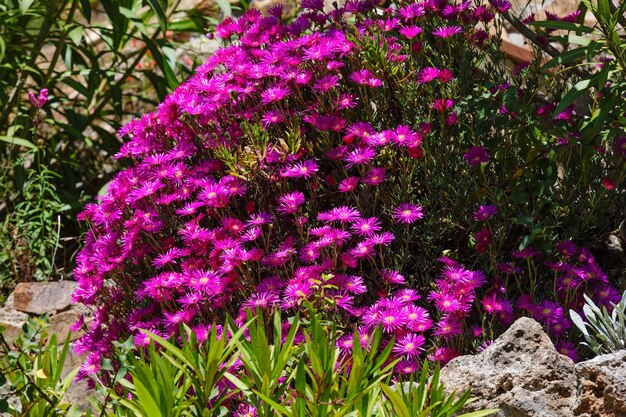 Carpobrotus (conocido como pigface, planta de hielo) con primer plano de flores rosadas grandes como margaritas.