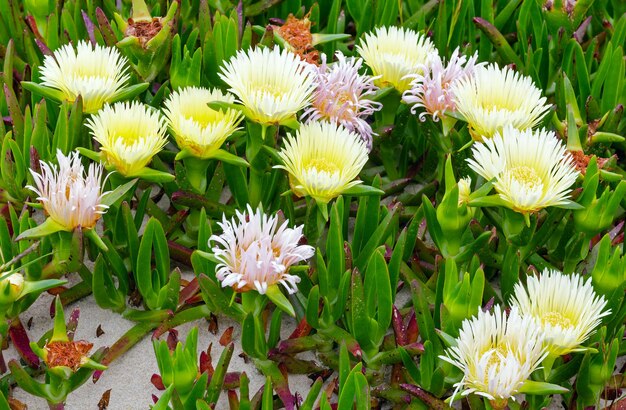 Carpobrotus-Pflanze (bekannt als Pigface, Eispflanze) mit weißer, großer Gänseblümchen-ähnlicher Blumennahaufnahme.