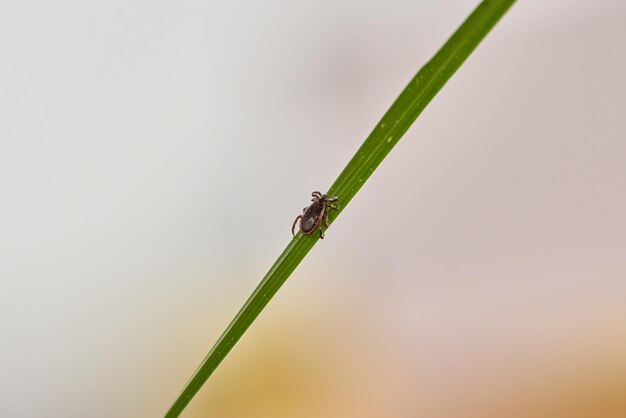 Carrapato completo na grama verde