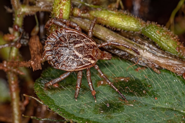 Foto carrapato macho adulto do gênero amblyomma