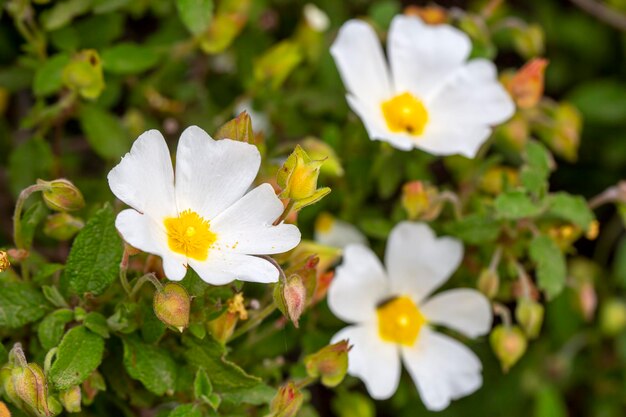 Foto carregado; é uma espécie vegetal com flores brancas ou rosadas que compõem o gênero cistus da família cistaceae.