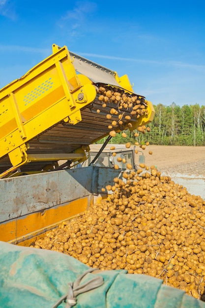 Carregamento de batata na colheita