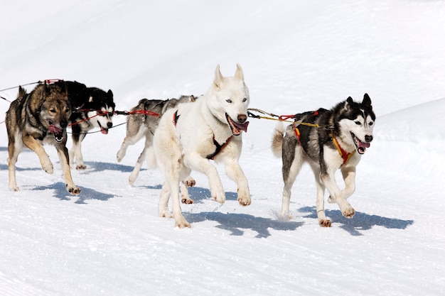 Carrera de Husky en montaña alpina en invierno