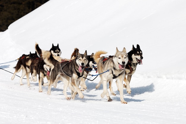 Carrera de Husky en montaña alpina en invierno