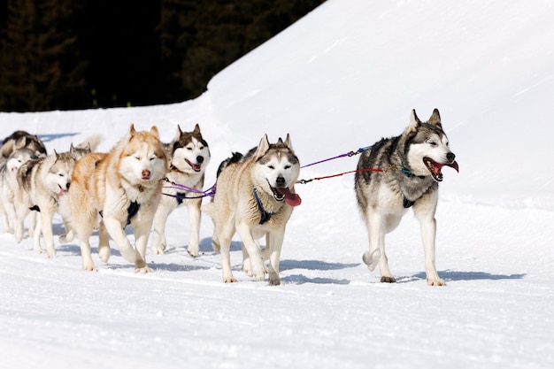 Carrera de Husky en montaña alpina en invierno