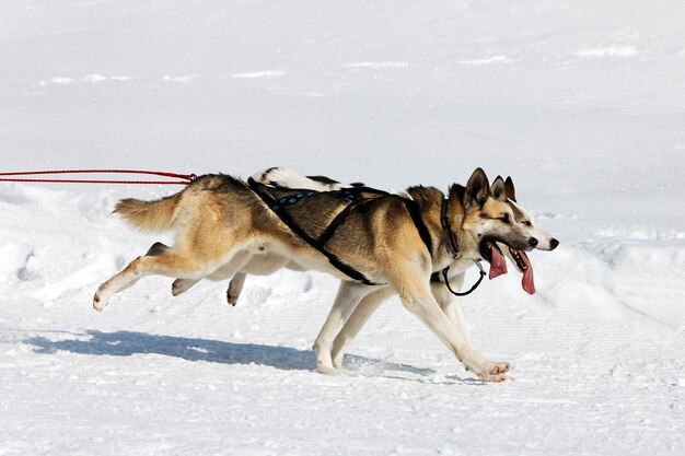 Carrera de Husky en montaña alpina en invierno