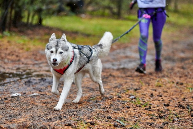 Carrera de mushing canicross