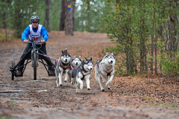 Carrera de mushing de perros de acarreo. Perro de trineo Husky tirando del carro. Competencia de otoño de mushing cross country de tierras secas.