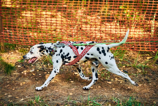 Carrera de mushing de perros de trineo de tierras secas, perro de trineo dálmata tirando de transporte con musher de perros, competencia de otoño al aire libre, campeonato de deportes de carreras de perros de trineo