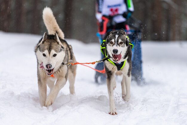 Carrera de perros de trineo. el equipo de perros de trineo husky en arnés corre y tira del conductor del perro. campeonato de deportes de invierno.