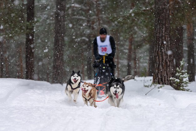 Carrera de perros de trineo. El equipo de perros de trineo Husky tira un trineo con el conductor del perro. Competencia de invierno