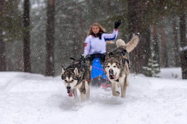 Carrera de perros de trineo. El equipo de perros de trineo Husky tira un trineo con musher de perro. Competencia de invierno