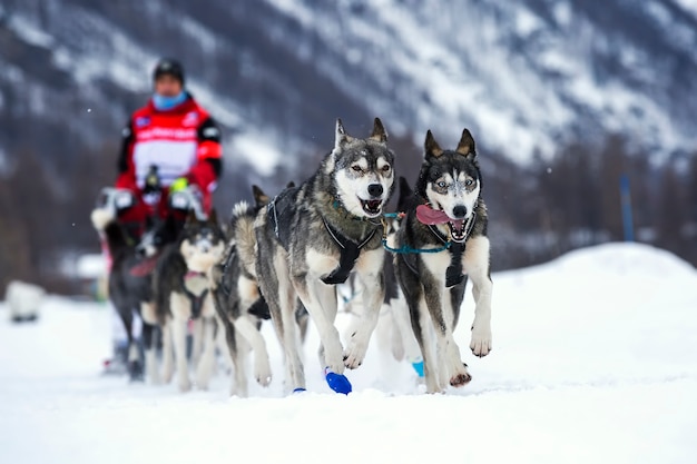 Carrera de perros de trineo sobre la nieve en Francia, Europa.