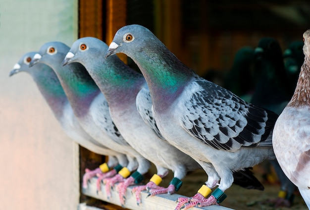 Carreras de palomas en loft casero