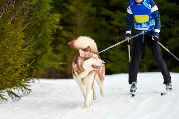 Carreras de perros Skijoring. Competencia deportiva de perros de invierno. Perro husky siberiano tira esquiador.