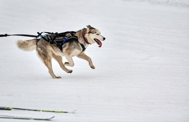 Carreras de perros Skijoring. Competencia deportiva de perros de invierno