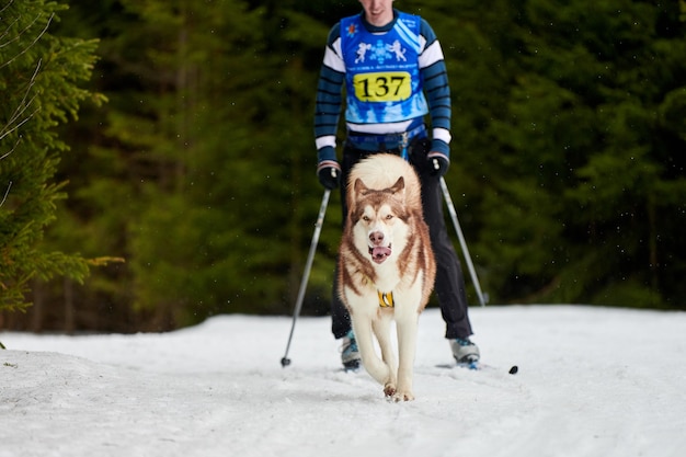 Foto carreras de perros skijoring en invierno