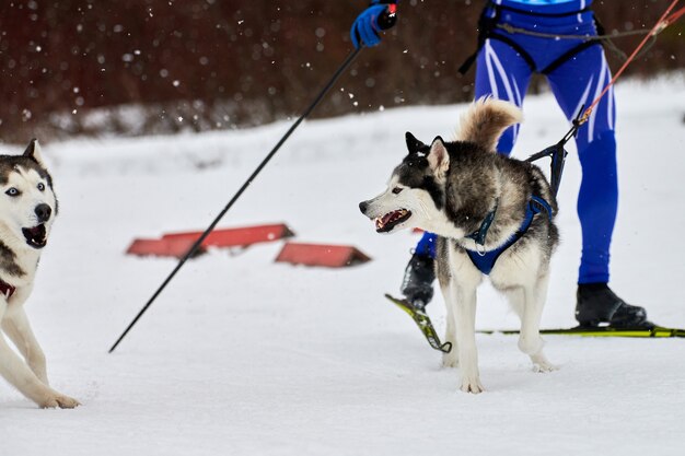 Foto carreras de perros skijoring en invierno