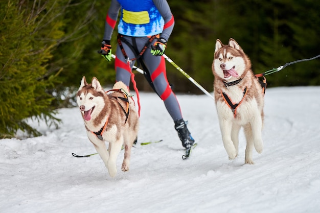 Carreras de perros Skijoring