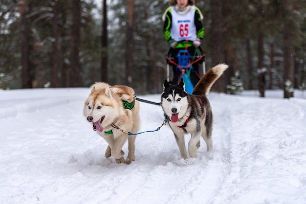 Carreras de perros de trineo. Equipo de perros de trineo Husky en arnés correr y tirar del conductor del perro. Competición del campeonato de deportes de invierno.